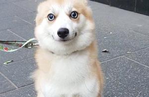 Dog's Jealousy: The Dog Jealous of His Owner's Interaction with Other Dogs, But Only This One – A Funny Situation