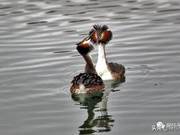 Migratory Birds Dance in the Spring at Zhangye National Wetland