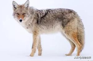 North American Unique Predators - Gray Foxes