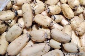 After Eating Lotus Root for 30 Years, I Only Realized It Comes in 7-Hole and 9-Hole Varieties – No Restaurant Can Match This!