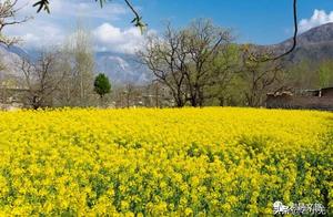 Appreciation: Have You Checked In on the New ‘Internet Celebrity’ Shawan Thousand-Mu Rapeseed Flowers?