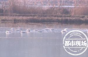 Large Number of Swans Gather at Chijiang Red Lake to Bask in the Sun, Police and Citizens Unite to Protect Safety