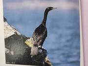 Birds of the Yellow River Delta – Black Cormorant