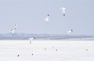 Jilin Geixinyi Wetland Welcomes Returning Migratory Birds