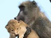 Monkey Steals Lion Cub and Raises It? A Fairy Tale Scene, Reality is Far from Beautiful...
