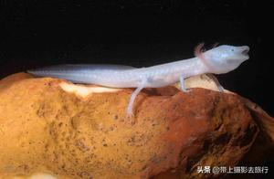 This animal doesn't eat or drink for seven years, yet it still has life and can live up to 100 years underwater.