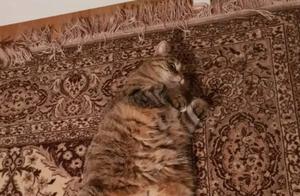Western Media Funny Pictures: Some Cats and Dogs Are Very Good at Hiding, the Third-to-Last Animal in the Picture Is the Most Difficult to Find