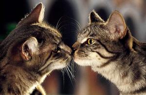 Two Cats' First Meeting: Initial Greetings Through Noses Often Lead to Conflicts