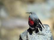 This Spring, Various Rare Migratory Birds Appear in Beijing