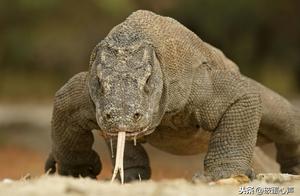 Komodo Dragon: The Solitary Foodie, Embarking on a Culinary Journey, Accepting Anything as Food