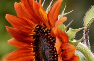 Psychology: What You Will Harvest This Spring – Based on Your Favorite Flower