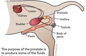 Cat and Dog Prostate Tumor Worsening, Severely Affecting Their Lives