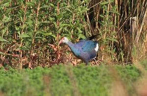 Dali, Yunnan Also Has a ‘West Lake’, Cleaner Than Erhai Lake, A Birdwatcher’s Paradise.