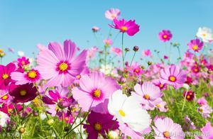 A Heart of Sincerity, Life is Bartered