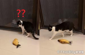 Getting a Jumpman Toy; Apathetic Cat Fakes Movement Ignoring