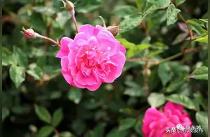 Wild Mountain Transforms into Flower Sea! These Roses are Too Beautiful!
