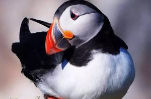 Endearing and Charming Fisherman: The Sea Parrot (Hai Ying)