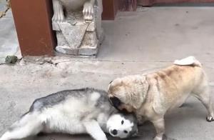 The Battle Never Started: Shiba Inu Cleverly Conquers Baggio Dog, Lion Cubs Laugh
