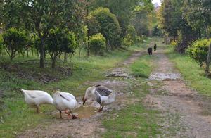 Fish Farm·Cute Pets Seven States