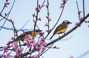 Spring Sprinkles Sweet Osmanthus, Birds Sing and Flowers Fragrant