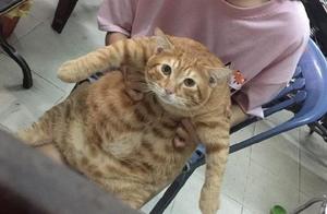 Meeting an Orange Cat While Eating Barbecue, Friend Skeptical: 'Did it Grow Up with Hormones?'