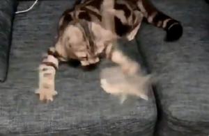 Swatting Sticks All Fail; Owner Laughs: No Talent for a Cat