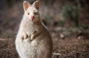 18 Rare and Unusual Animals - Fun Facts!