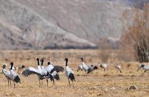 Crane Melody of the Fields