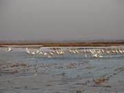 Hangjin Banner in Inner Mongolia Welcomes Nearly 10,000 Migratory Waterbirds