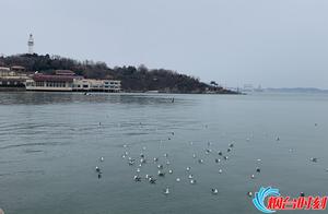 Zifu: Seagulls Play in the Sky (Photo)