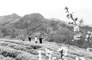 Shunxing Zhuguan Town Creates a 'Tea Town Flower Sea'