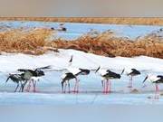Over 200 Oriental White Storks Occupy Dulu River Nest