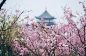 Nanning March Flower Viewing Guide: Spring Has Arrived