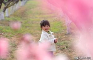Peach Blossoms Still Bloom in the Spring Breeze
