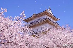 Japanese Cherry Blossoms and Peking University Cherry Blossoms Will Debut Unseen! Unveiling the Reasons Why Japanese People Love Cherry Blossoms