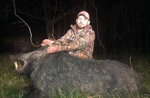 Wild Boar Infestation Causes Disaster; Man Kills 7 Pigs, Heaviest Weighing 443 Jin