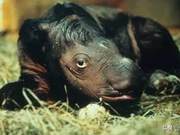 Ugly Animals That Make You Want to Cry: Various Strange Appearances, High Alert!