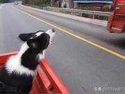 What weird hobbies does your dog have? They're truly from Planet Woof – it's amazing!