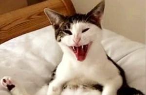 After Getting Sterilized, The Cat Slumps in a Corner, The Owner Feels Like Avoiding, Internet Users Find It Sad