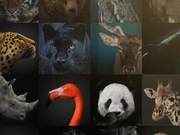 Today is the 7th World Wildlife Day – Protecting Them is Protecting Ourselves