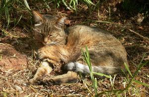 If Chinese Domestic Cats Were Put in Africa, Would They Survive and Become an Invasive Species?