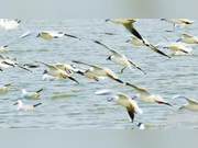 Qiaochuan Million Migratory Birds Take Flight