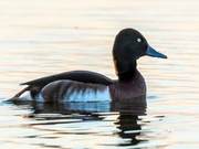 Migration Season of Migratory Birds | Heilongjiang: Critically Endangered Blue-Headed Ducks Arrive at Taihu National Wetland Park