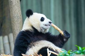 Are Giant Pandas Gradually Losing Weight? What Was Initially Thought to Be Lack of Food Turned Out to Be a Makeover