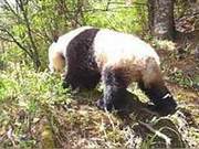 Encountering the 'National Treasure' Wild Giant Panda in Baishui River Protection Zone
