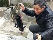 Man Refuses to Sell Ugly Farm Dog, Weighing It for Sale; Dog Mother Reacts in Distress