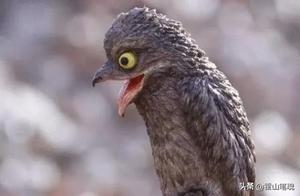 Story: It is a wooden bird in nature, and from birth it disguises itself as wood, and remains that way for a lifetime.