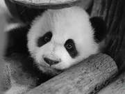 Giant Panda ‘Xingqing’ Dies Despite Rescue Efforts Due to Heart Disease
