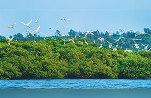 White Herons Flying in the Caohaihongtan Red Mangrove Protection Area of Lingao County, Hainan
