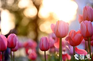 Cherry Blossoms Bring Intense Spring Feelings, Nanjing Citizens 'Book to Admire Spring'